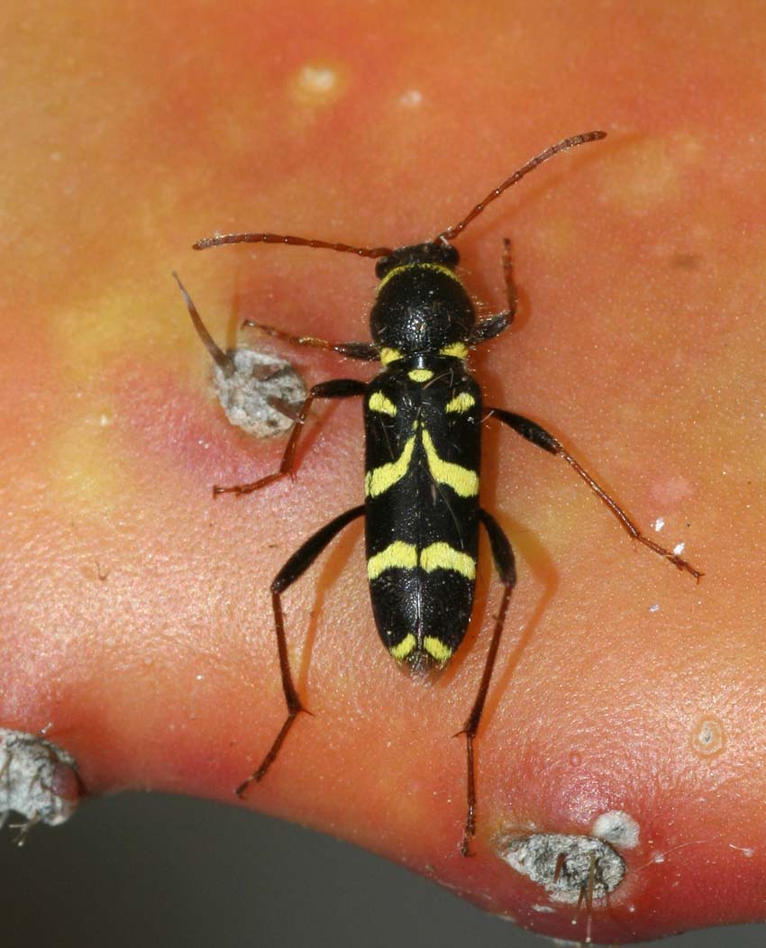 Plagionotus arcuatus e Clytus rhamni in Sardegna